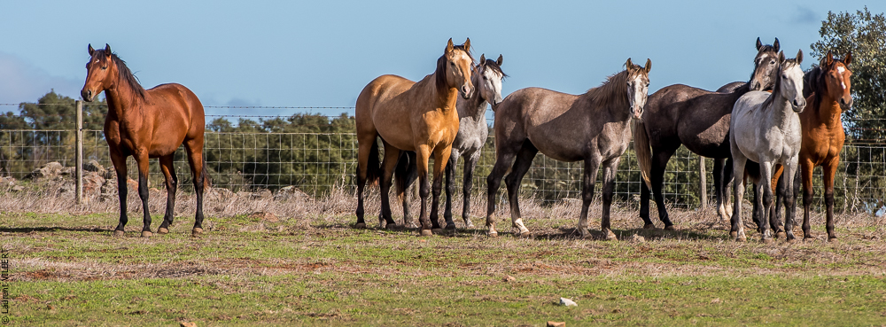 Tramagueira 20191118-0148