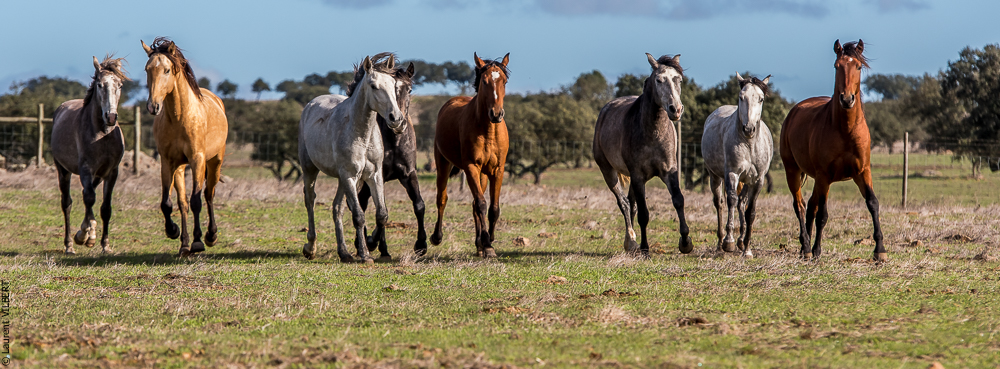 Tramagueira 20191118-0174