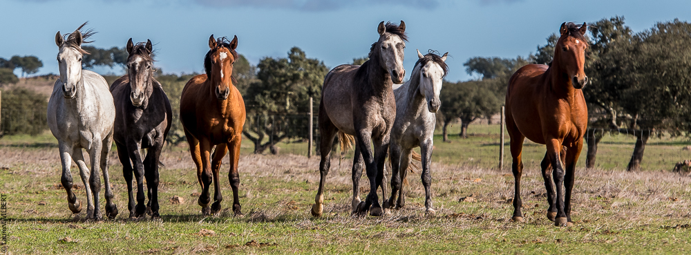 Tramagueira 20191118-0176