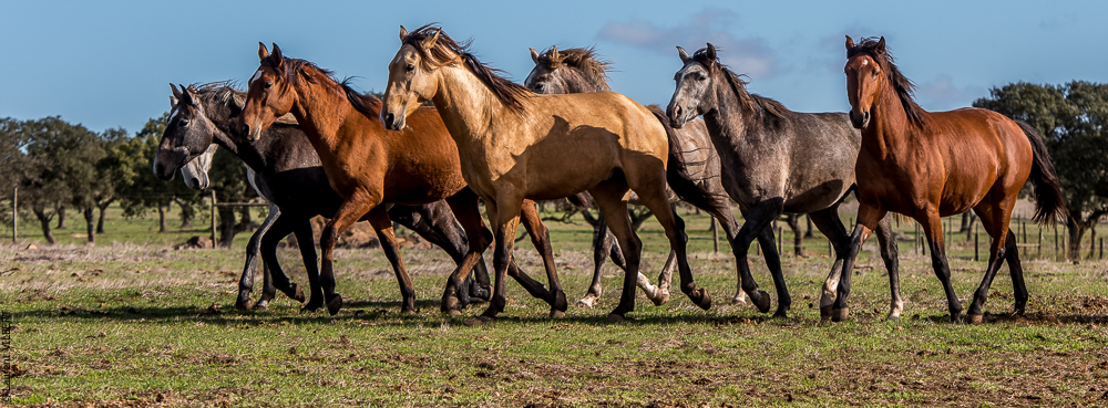 Tramagueira 20191118-0193