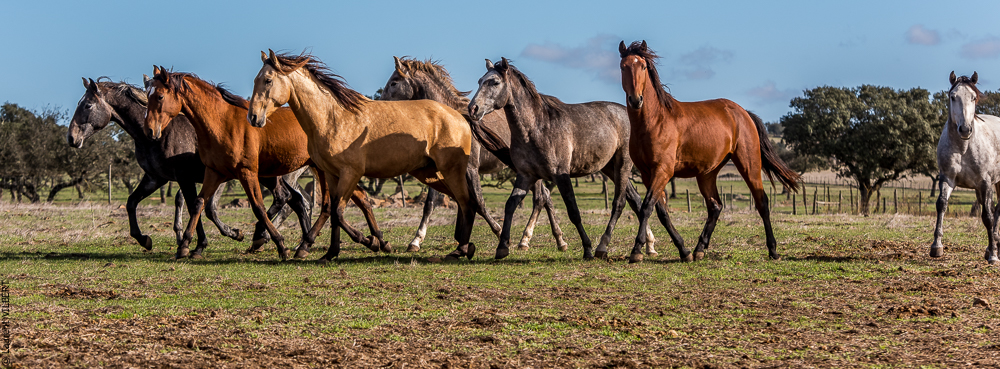 Tramagueira 20191118-0194