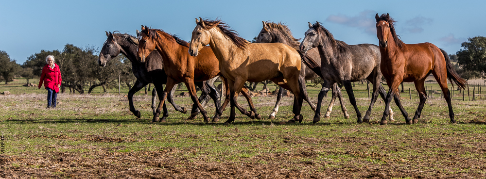 Tramagueira 20191118-0194