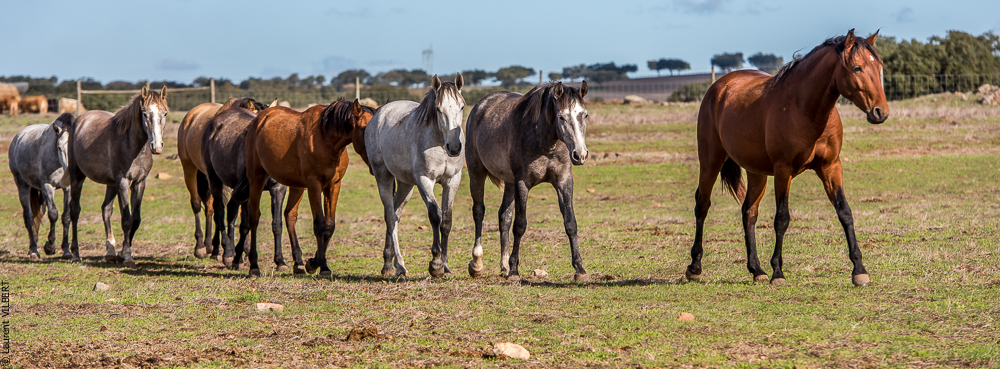 Tramagueira 20191118-0211