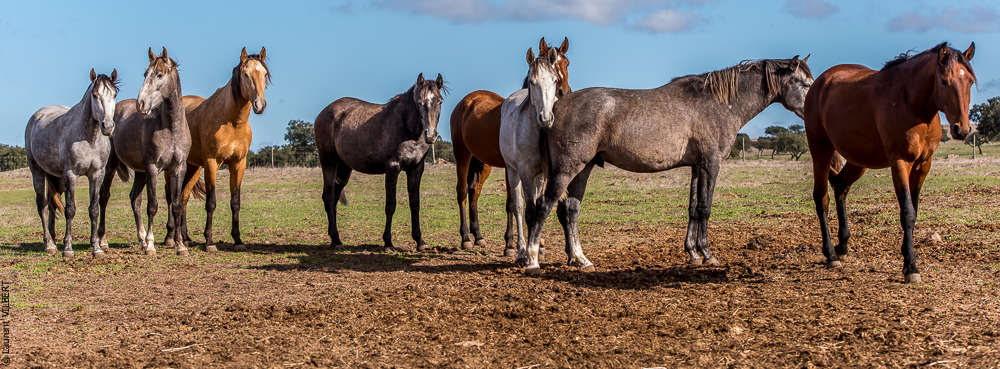 Tramagueira 20191118-0223