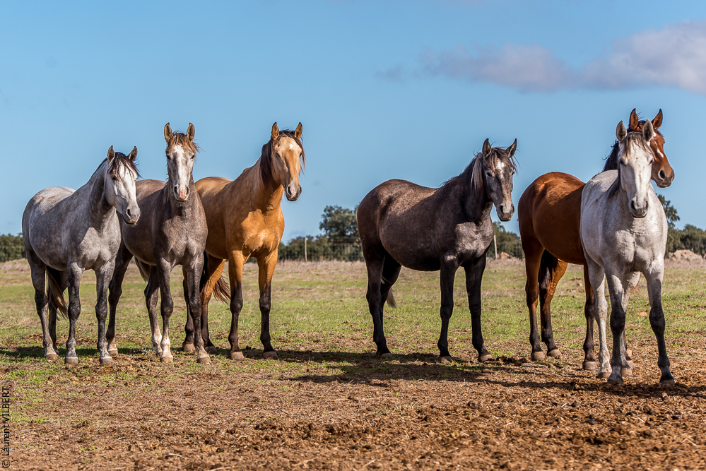 Tramagueira 20191118-0226