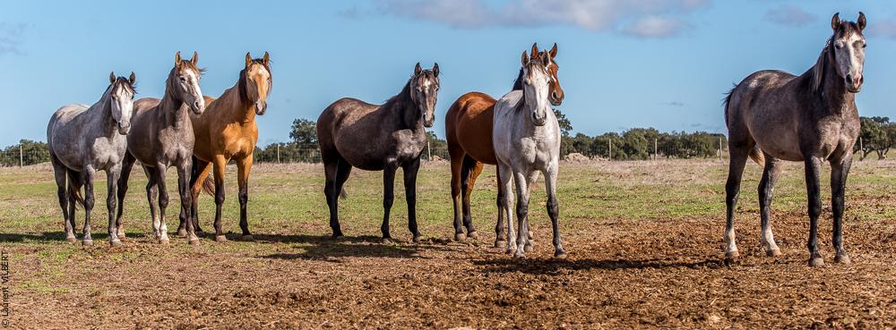 Tramagueira 20191118-0229