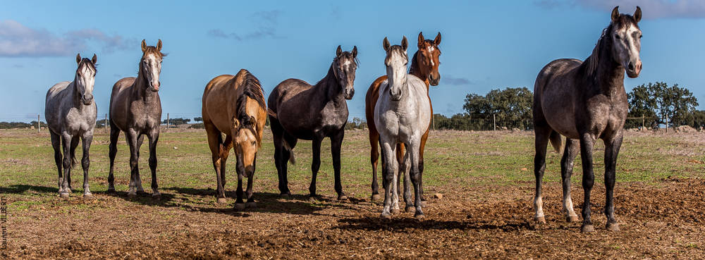 Tramagueira 20191118-0233