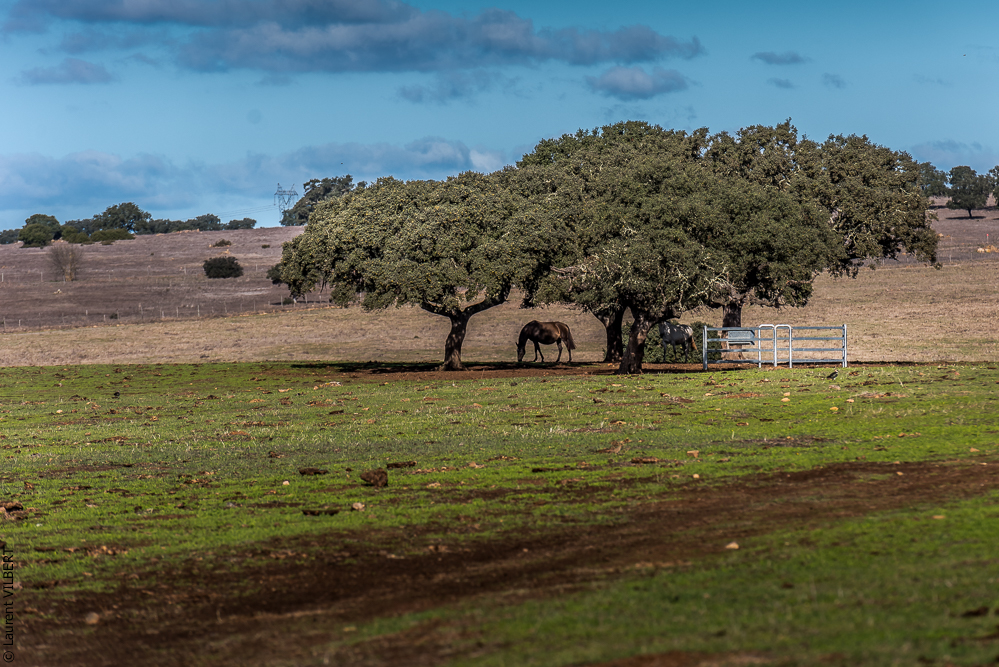 Tramagueira 20191118-0237