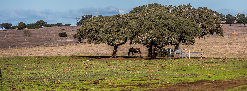 Tramagueira 20191118-0238