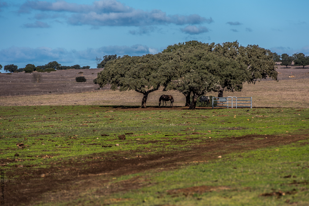 Tramagueira 20191118-0242