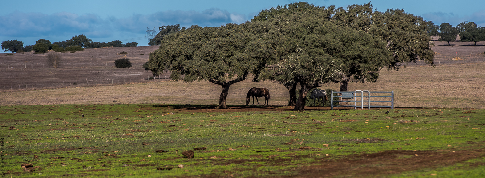 Tramagueira 20191118-0242