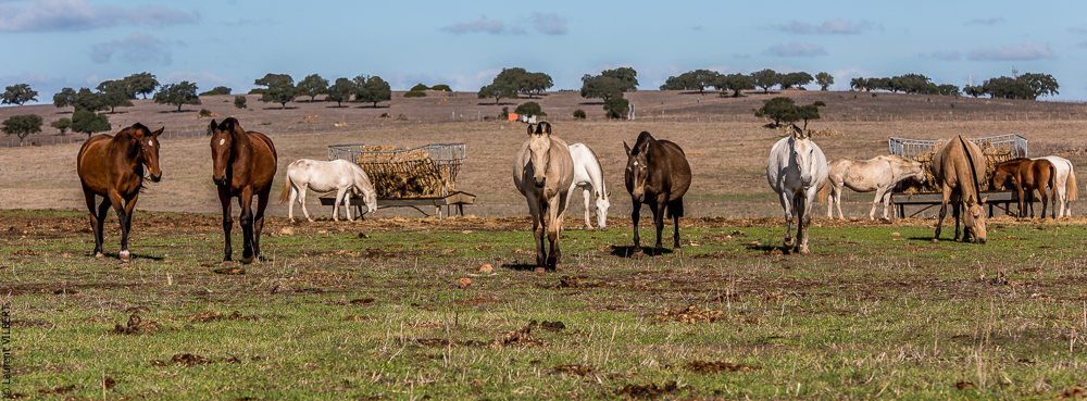 Tramagueira 20191118-0249