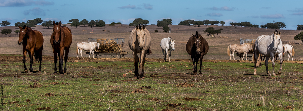 Tramagueira 20191118-0252
