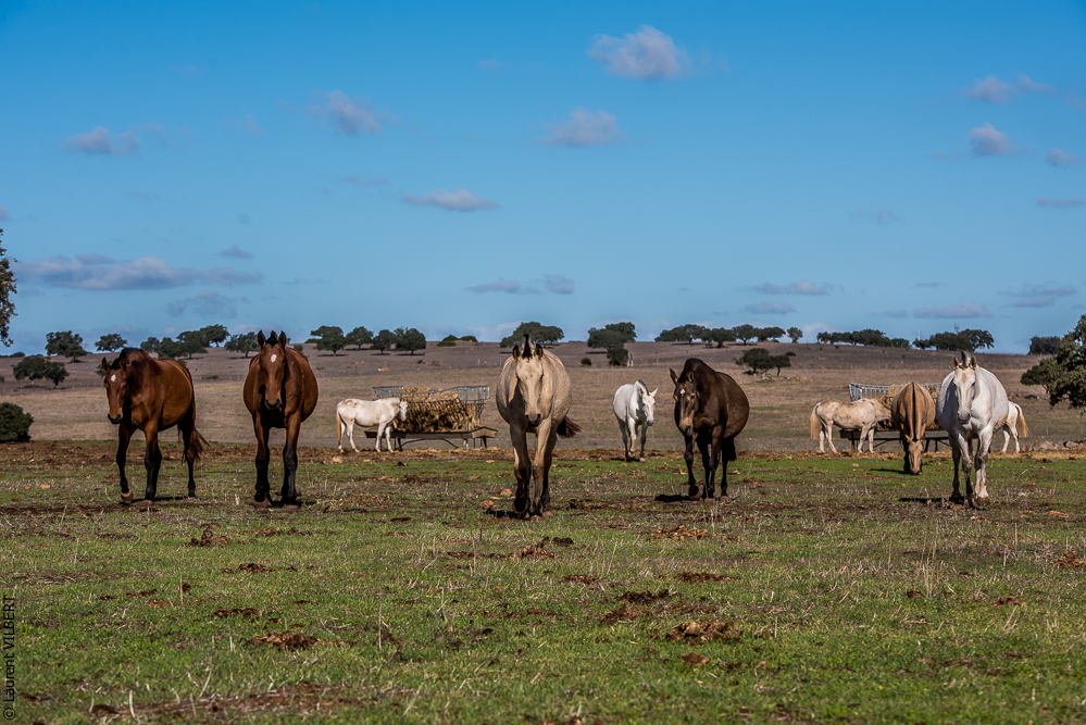 Tramagueira 20191118-0253