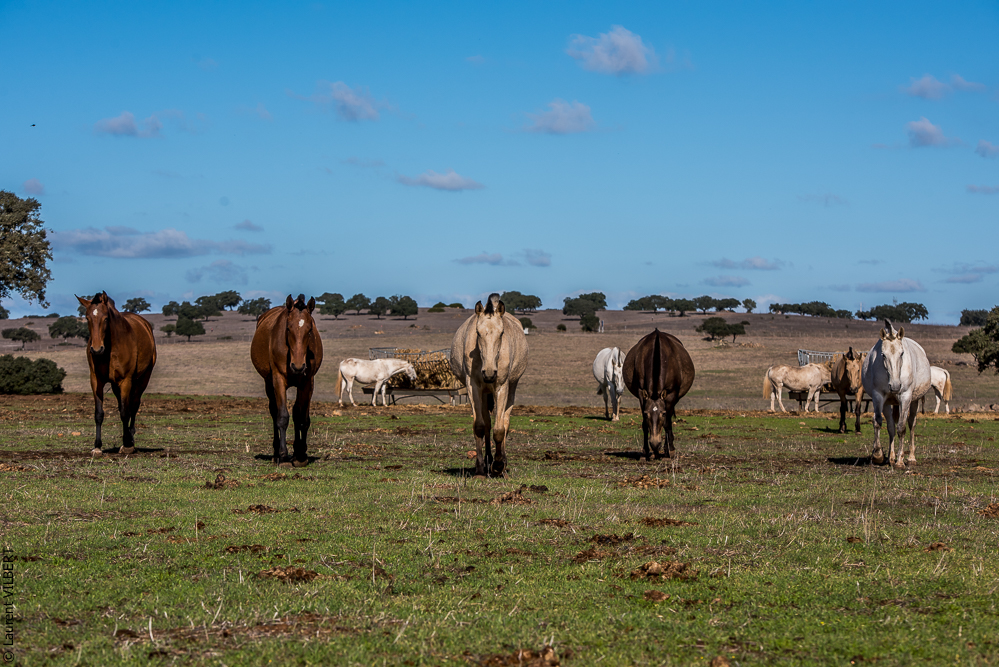 Tramagueira 20191118-0254
