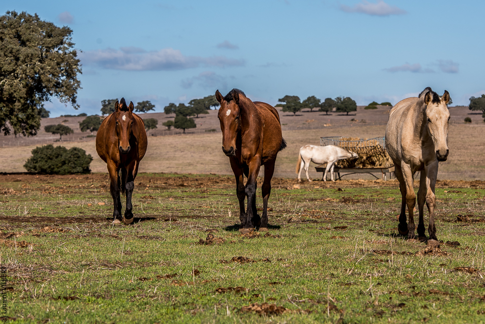 Tramagueira 20191118-0255