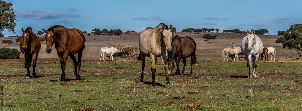 Tramagueira 20191118-0256