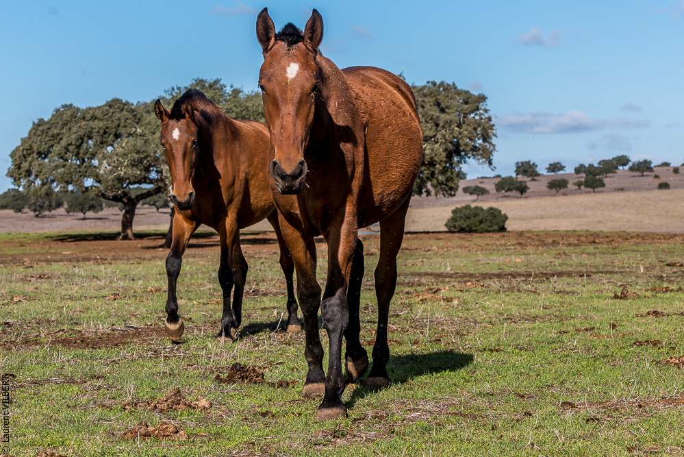 Tramagueira 20191118-0260