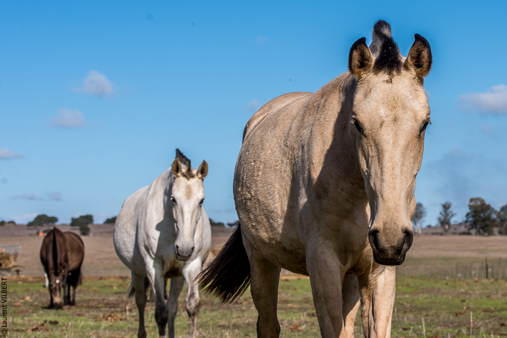 Tramagueira 20191118-0262