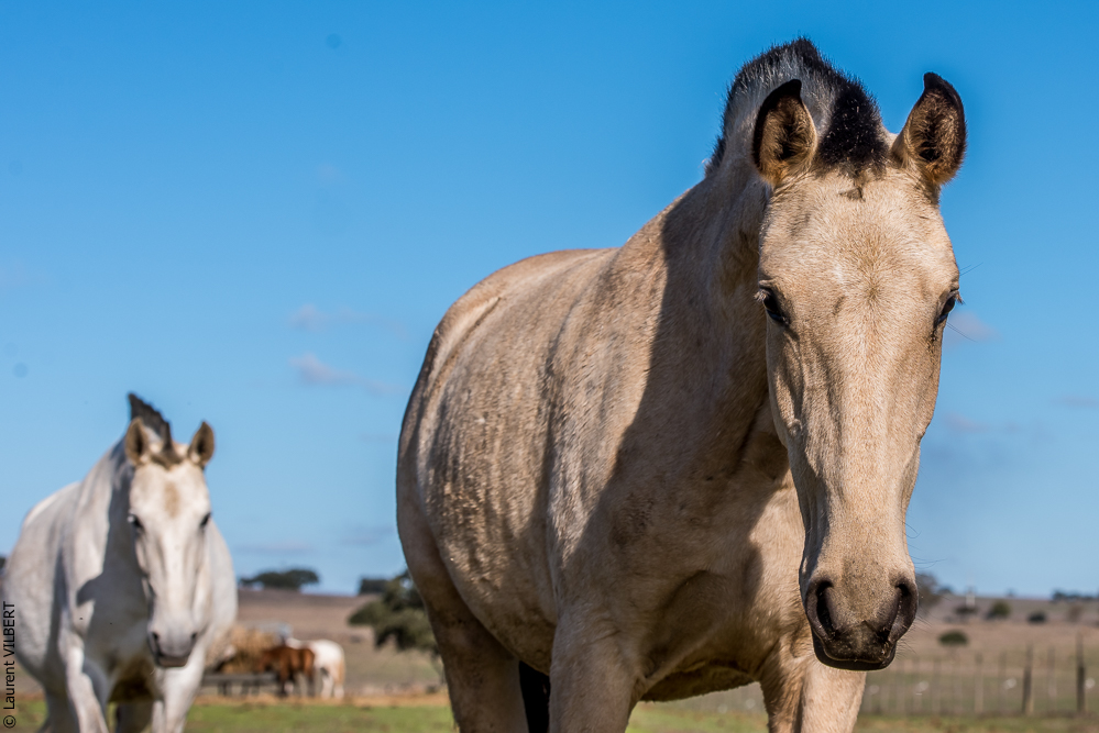 Tramagueira 20191118-0263