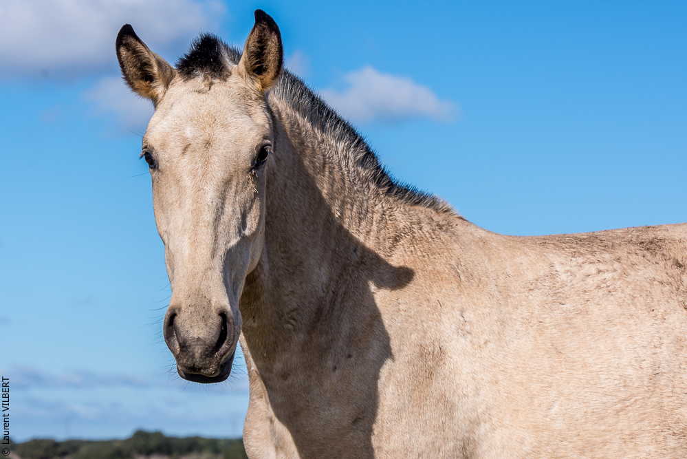Tramagueira 20191118-0269