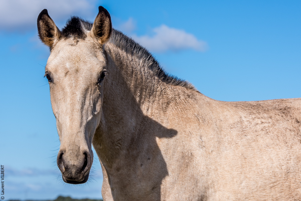 Tramagueira 20191118-0276