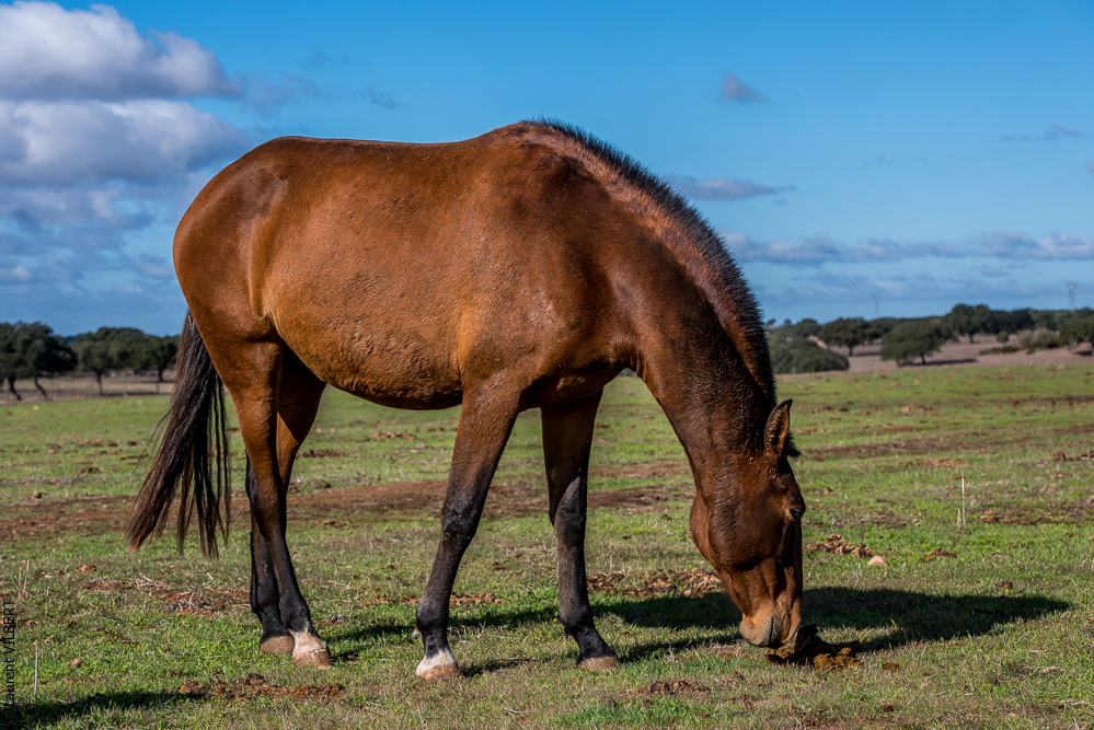 Tramagueira 20191118-0278