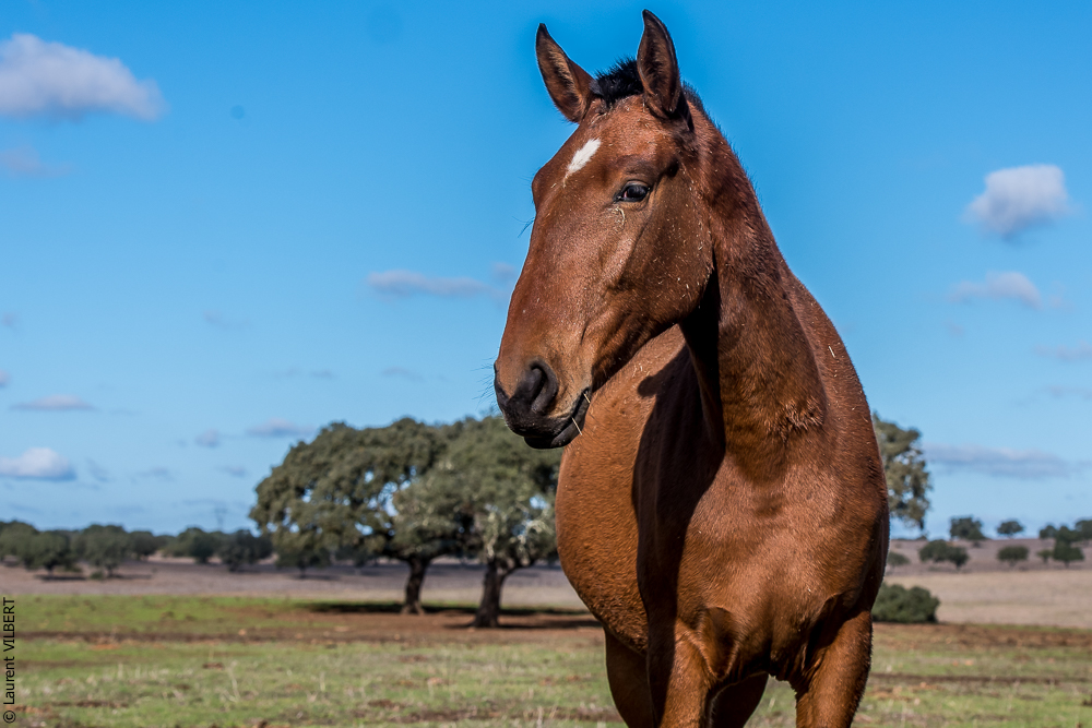 Tramagueira 20191118-0279