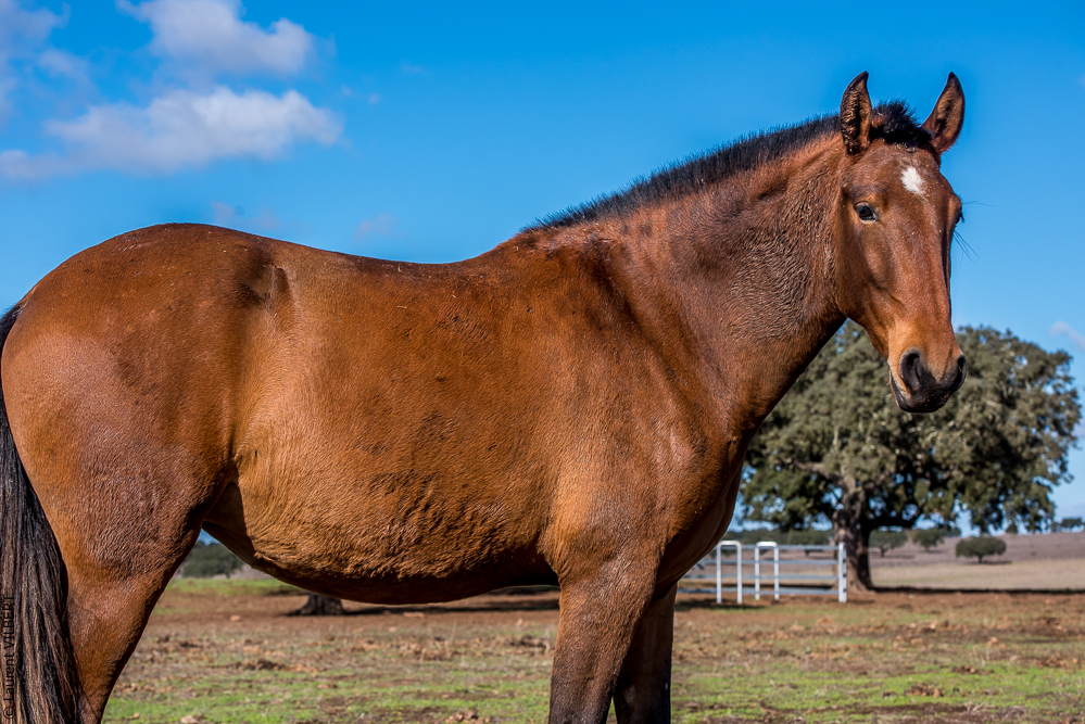Tramagueira 20191118-0282