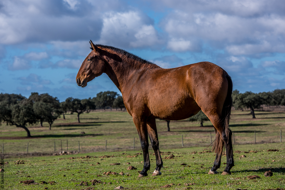 Tramagueira 20191118-0287