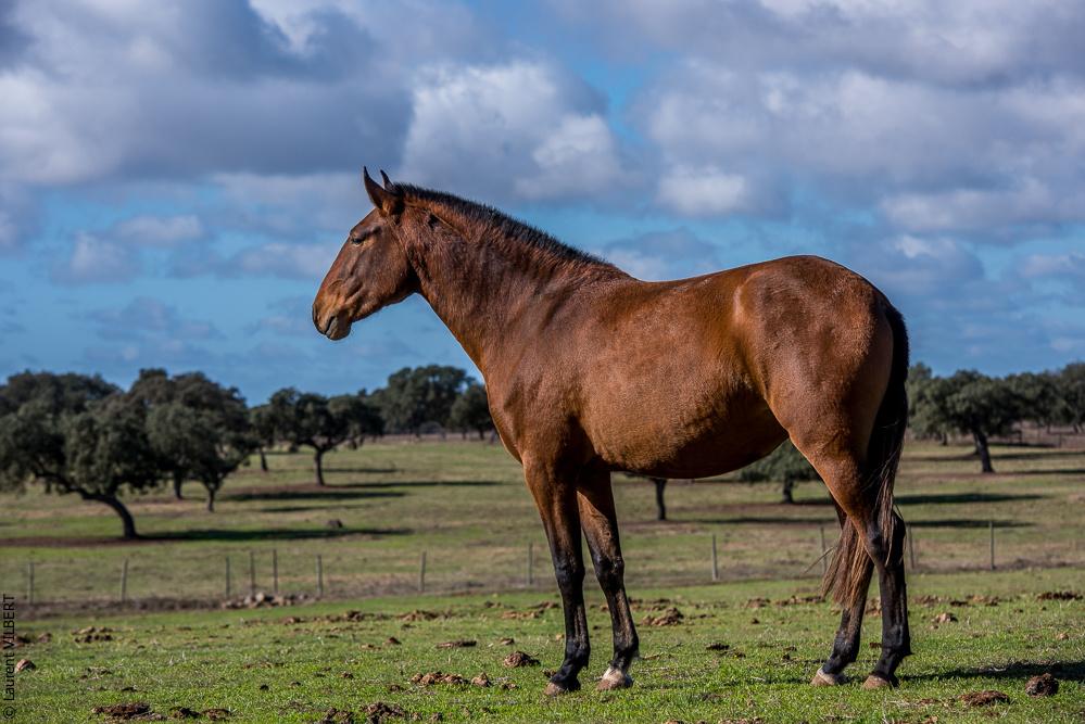 Tramagueira 20191118-0288