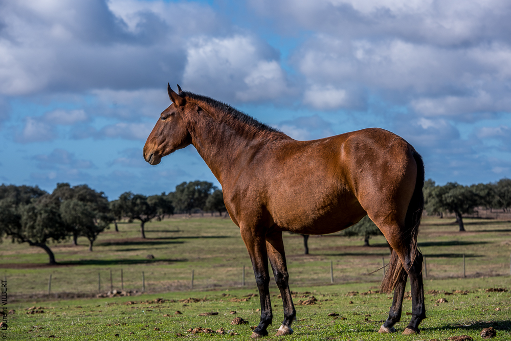 Tramagueira 20191118-0289