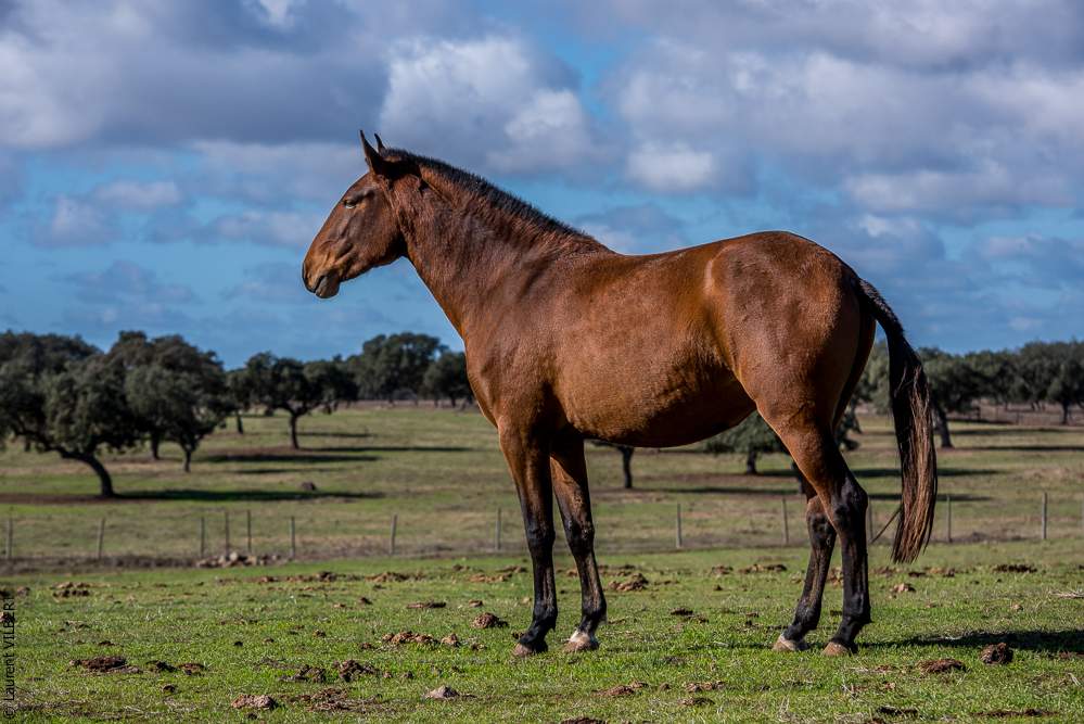 Tramagueira 20191118-0291