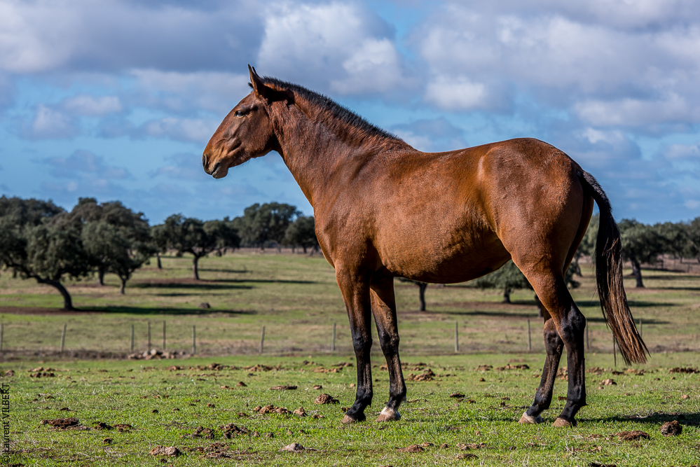 Tramagueira 20191118-0292