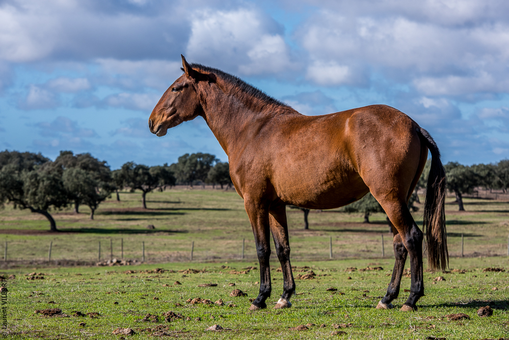 Tramagueira 20191118-0293