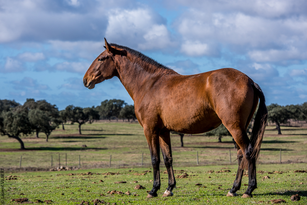 Tramagueira 20191118-0294