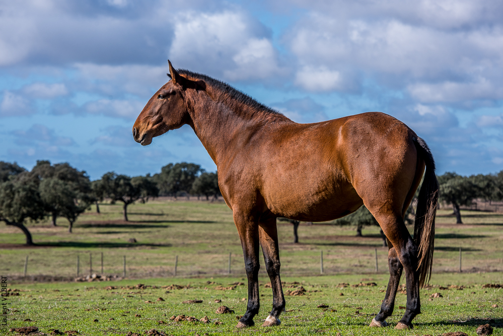 Tramagueira 20191118-0295
