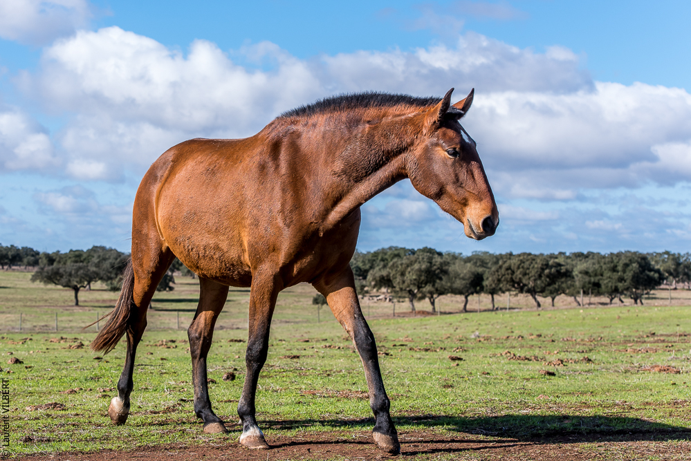Tramagueira 20191118-0301