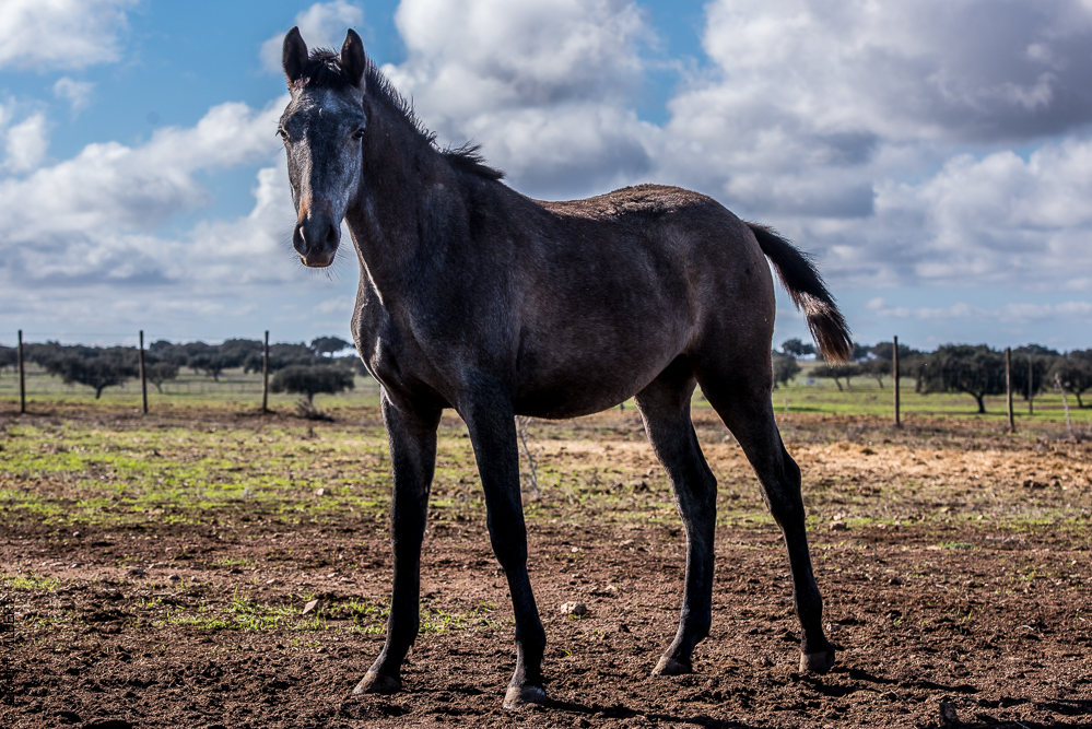 Tramagueira 20191118-0315