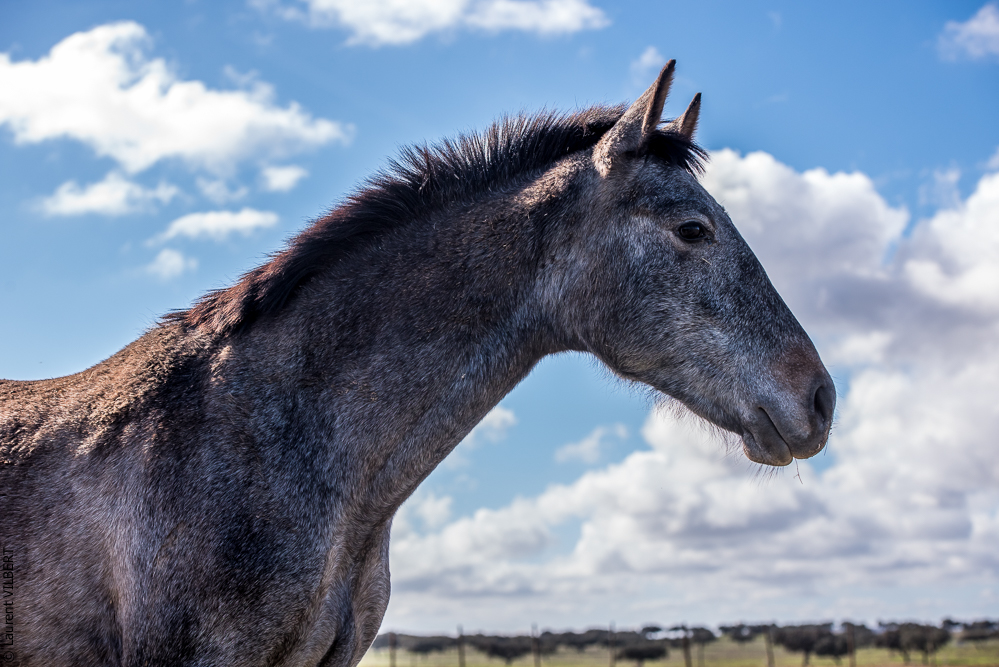 Tramagueira 20191118-0320