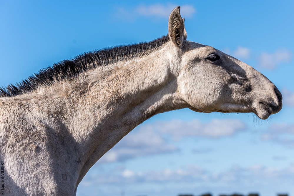 Tramagueira 20191118-0321
