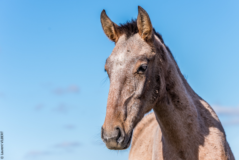 Tramagueira 20191118-0326