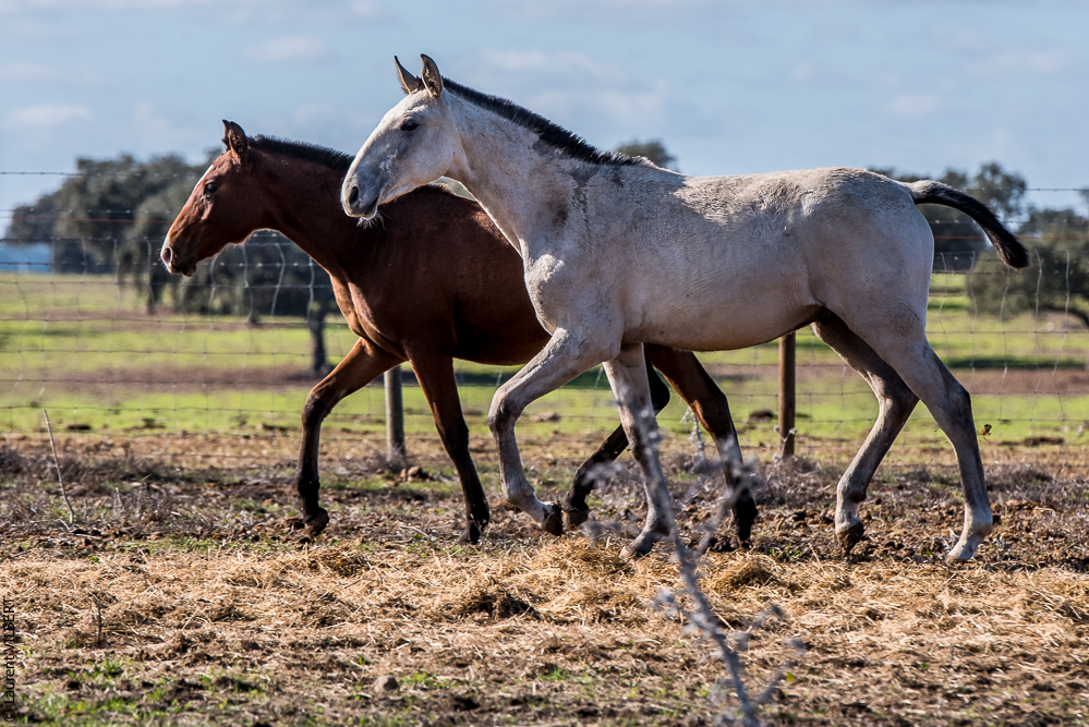 Tramagueira 20191118-0331