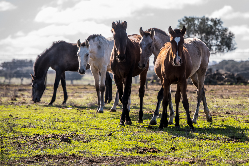 Tramagueira 20191118-0334