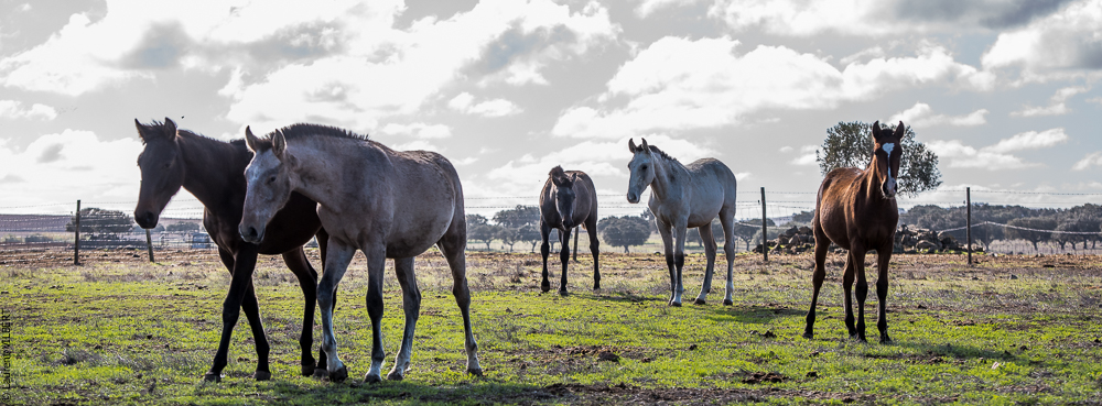 Tramagueira 20191118-0336