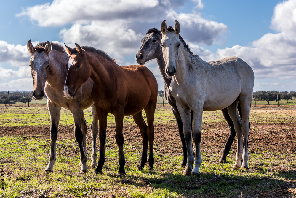 Tramagueira 20191118-0351