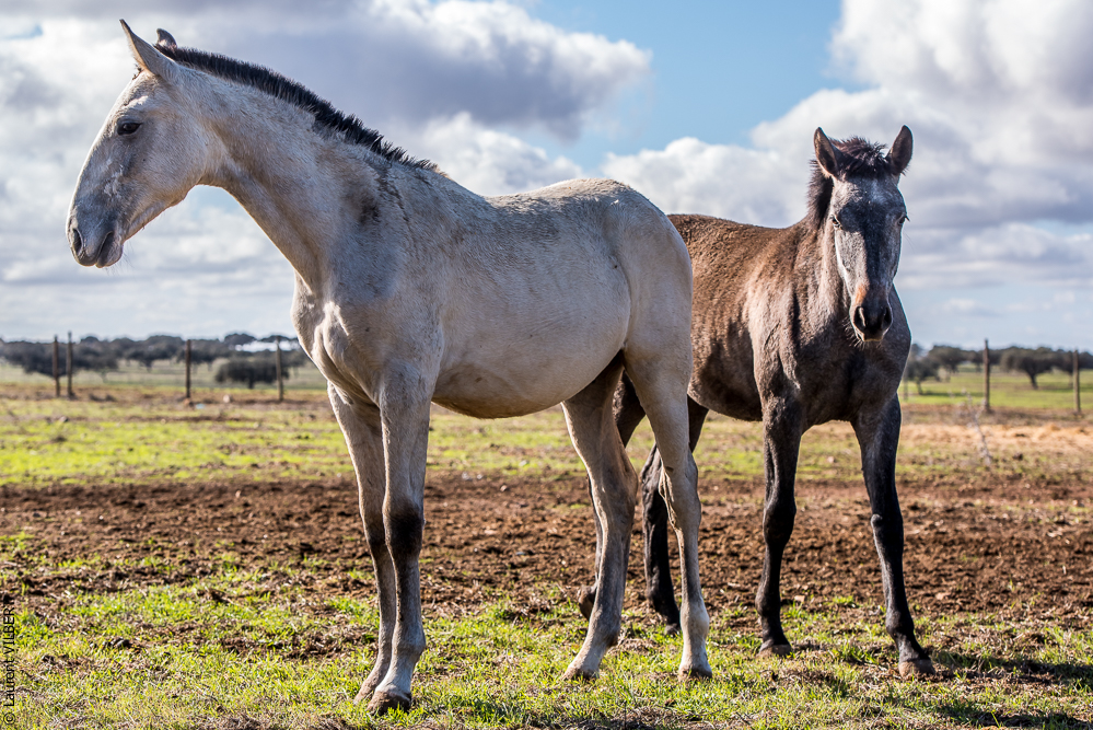 Tramagueira 20191118-0354