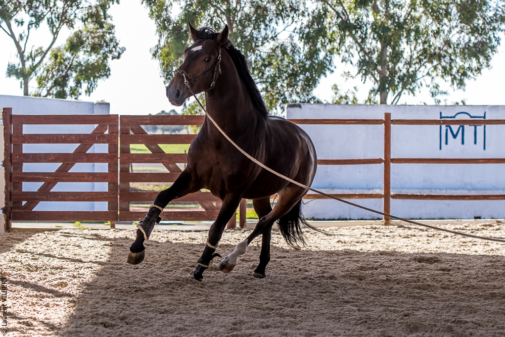 Tramagueira 20191118-0370