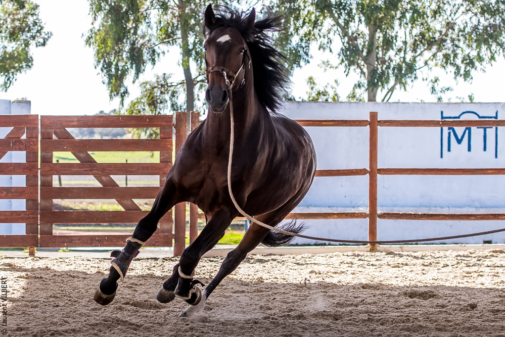 Tramagueira 20191118-0376