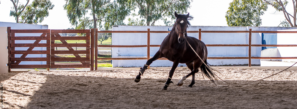 Tramagueira 20191118-0381